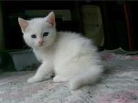 Кошка | котята | мысық