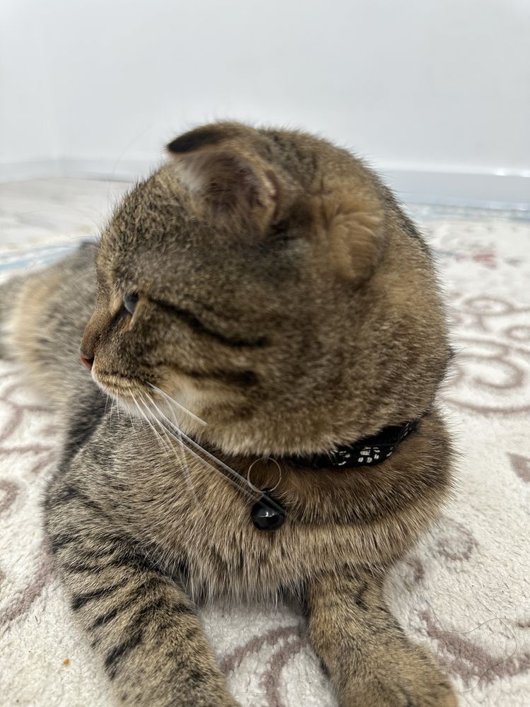 Котенок, породистый 10месяцев