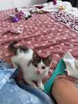 Кошка 2 айлык..к