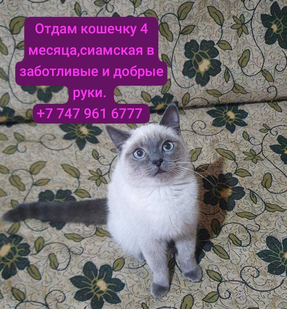 Котята ищут дом, в добрые и заботливые ручки.