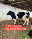 Молочная тёлочка