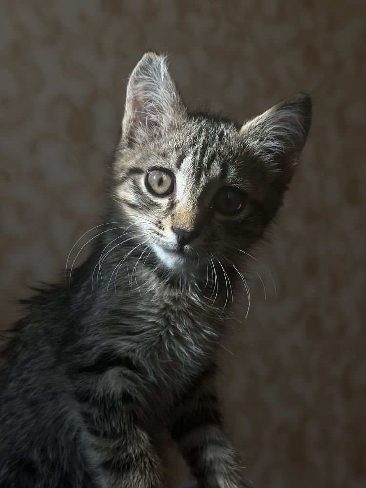 Отдам котенка , латок и корм