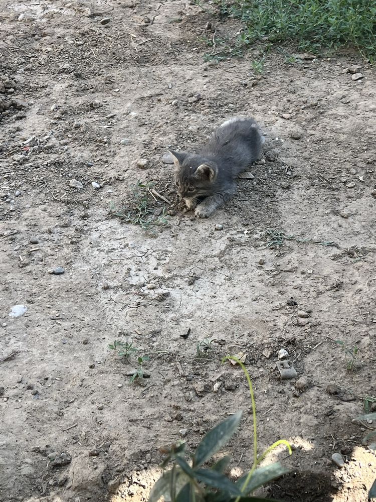 Котята бесплатно