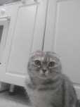 Отдам котят бесплатно,котята породистые мама скотишь фолд