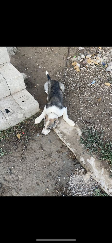 Алабай тобет Ургашы