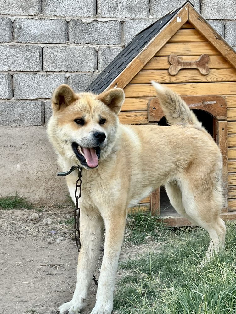 Хатико сатылады срочно