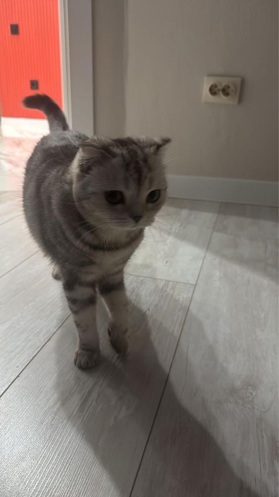 Продам шотланскую кошку