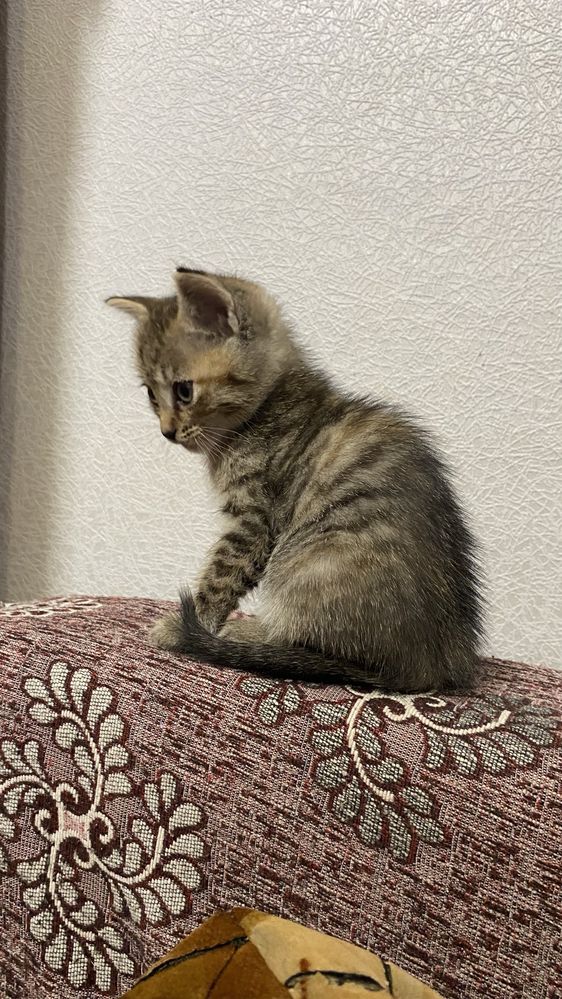 Отдам котят бесплатно
