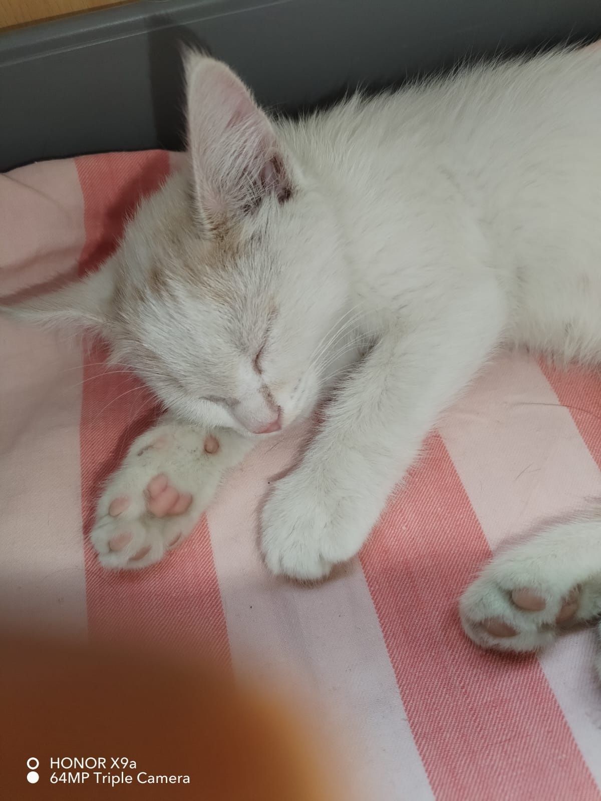 Отдаю поррдистого кота в хорошие руки
