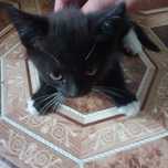 Отдам Котенка мальчик