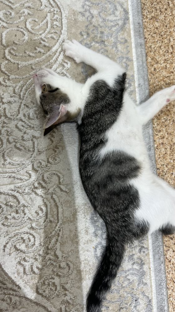 Больше чем котёнок, меньше чем кот