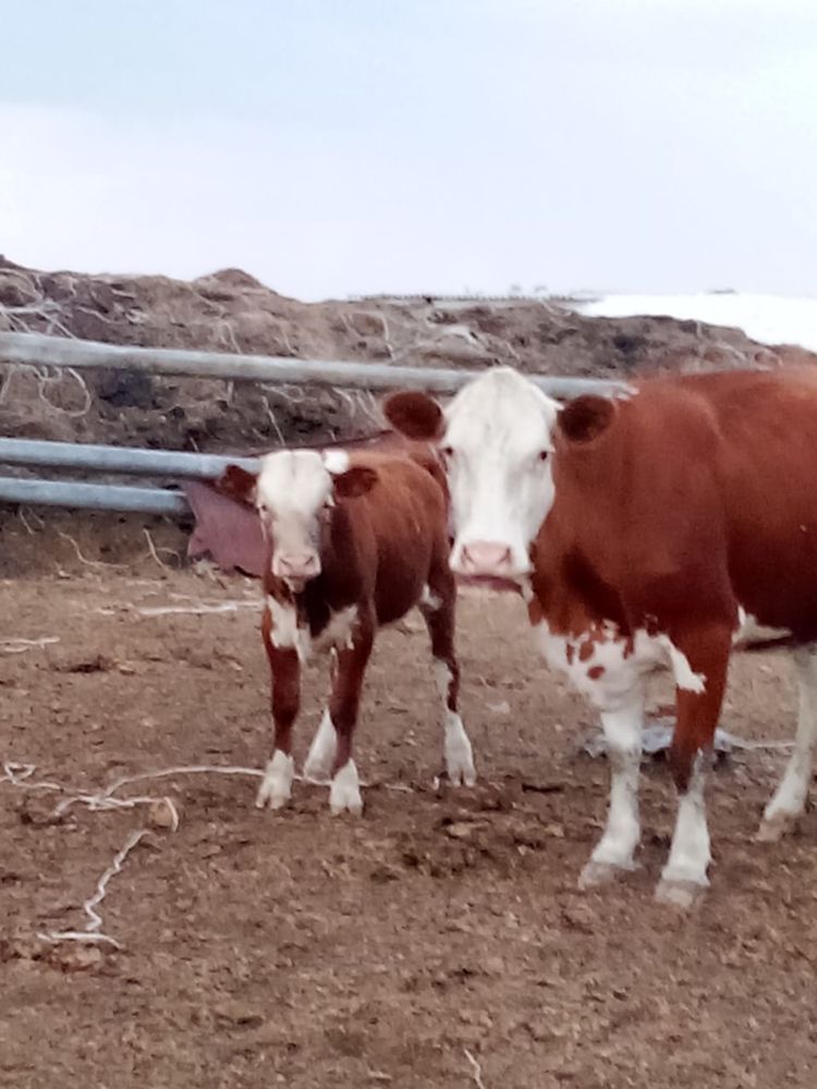 Продам Белоголовая корова