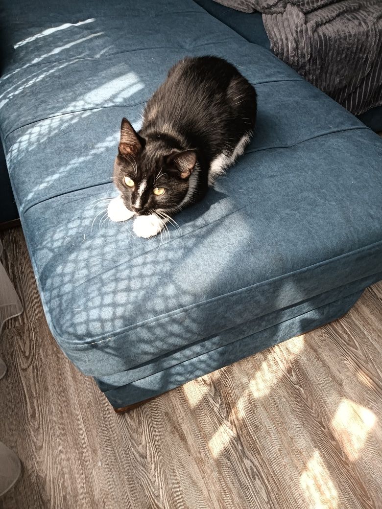 Отдам в добрые руки котёнка