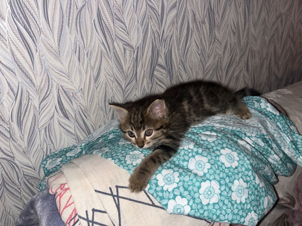 Отдам котенка в доьрые руки