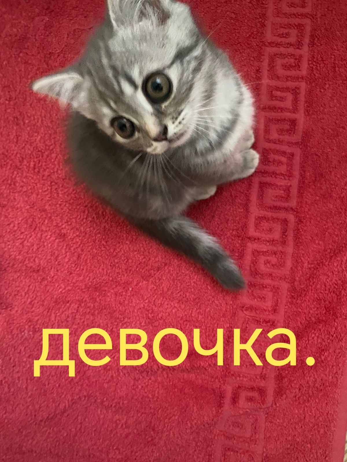 Продам котят. У их родителей есть все необходимые документы.