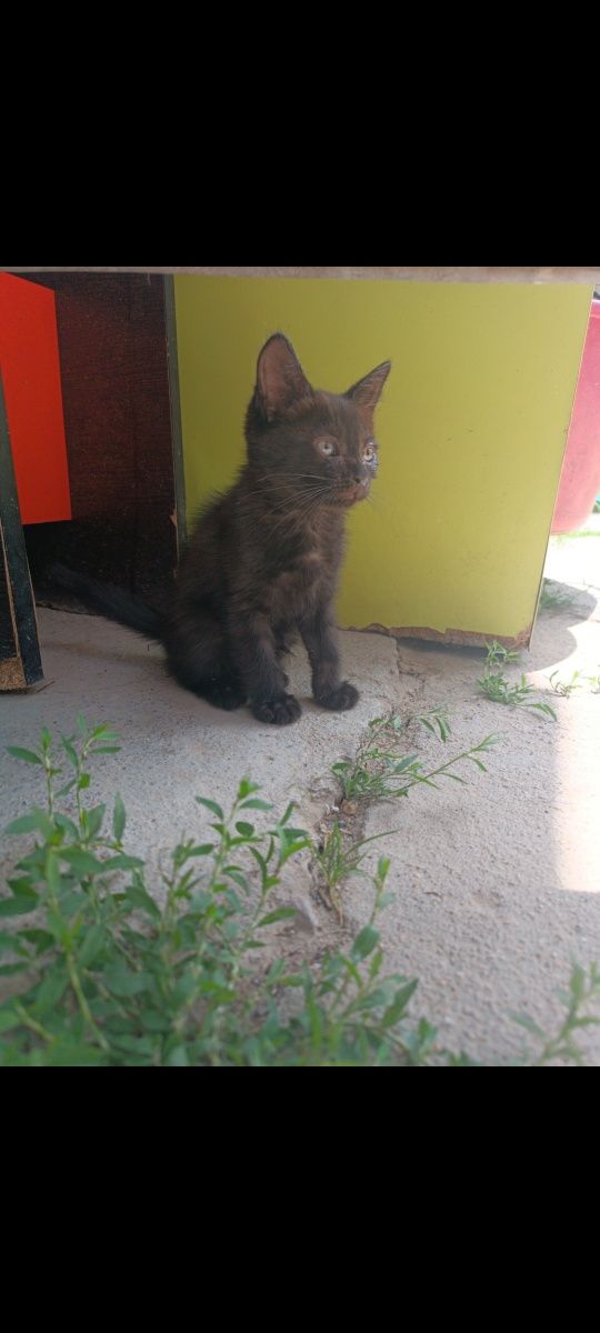 Котята девочки ,