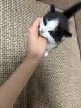 котенок ищет дом!!!
