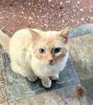Котик ищет семью