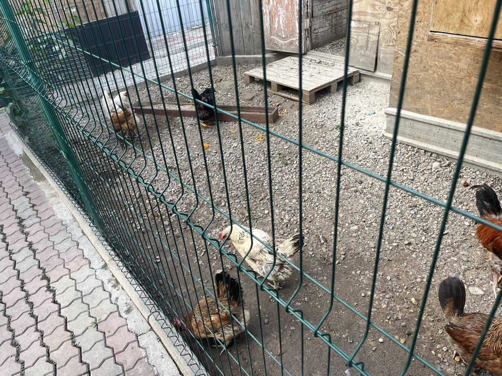 Куры домашние