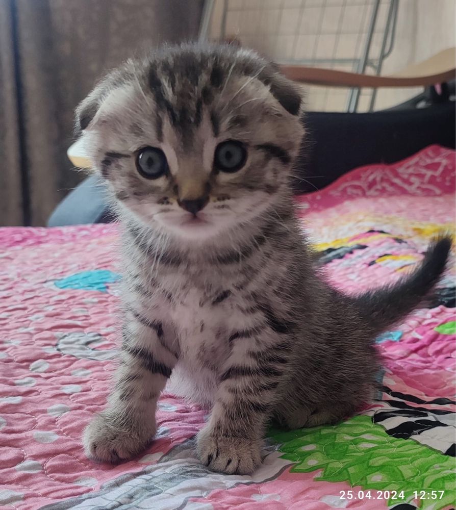 Шотландский кот приедет к Вашей кошечке на вязку:)
