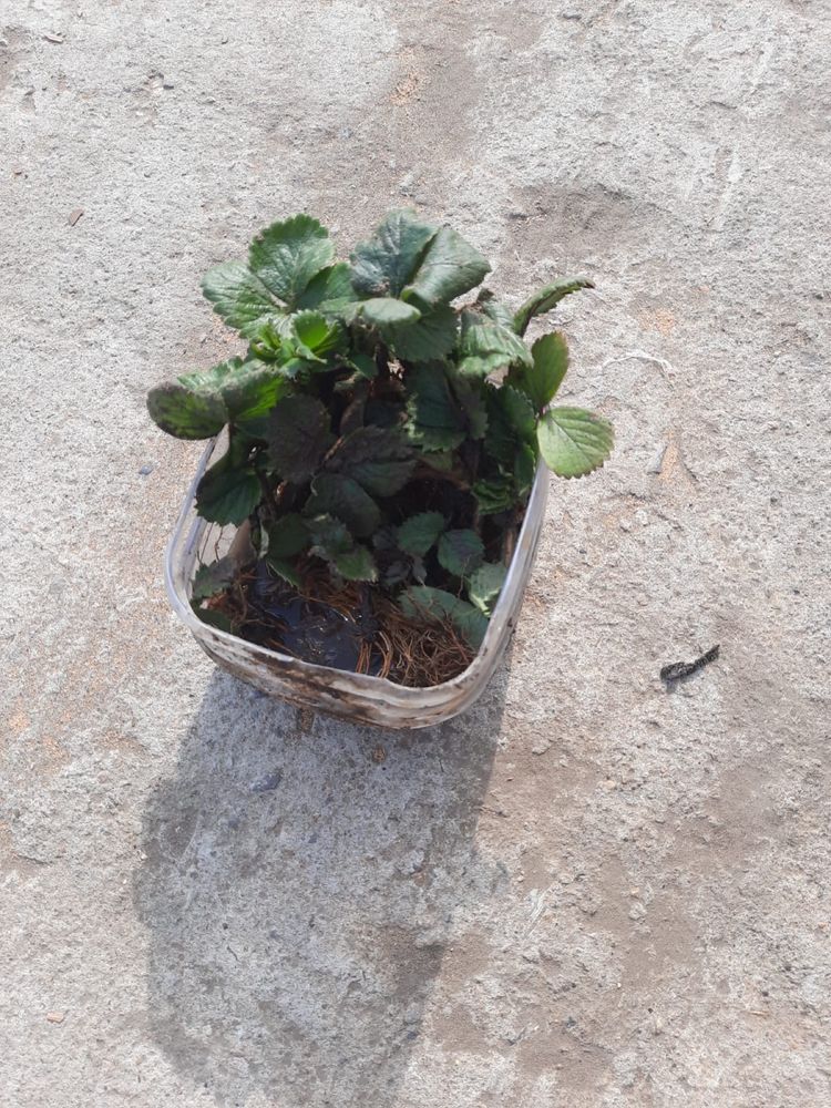 Продам многоразовую клубнику