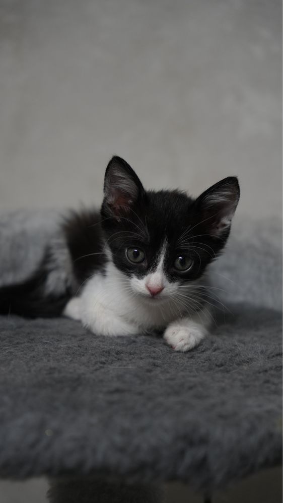 Ищем дом котенку