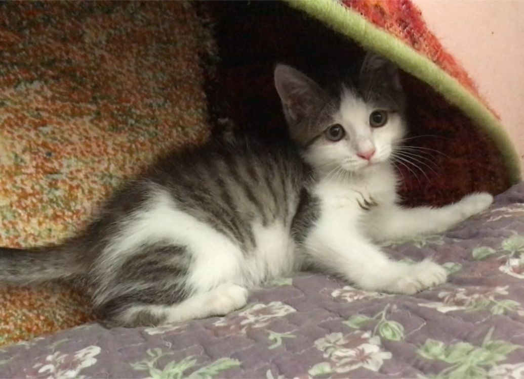 Котята кошка ищут семью и дом