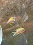 Lamprologus sp."daffodil