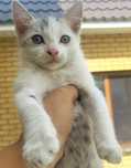 Шотландский котёнок в добрые руки