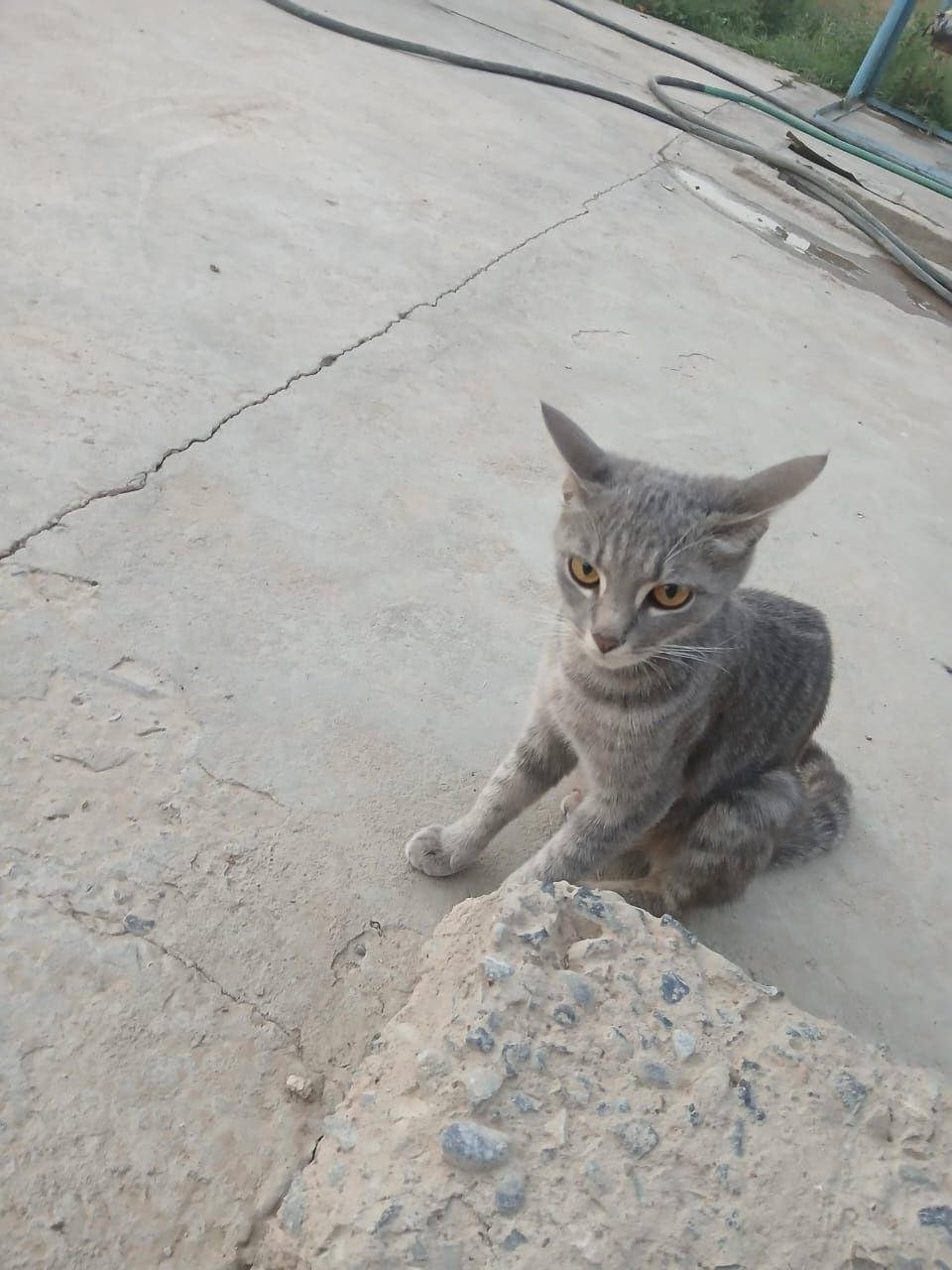 Продаются котята