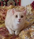 Отдадим котика  подростка 6 месяцев,игривый,непоседа,не кастрированн.
