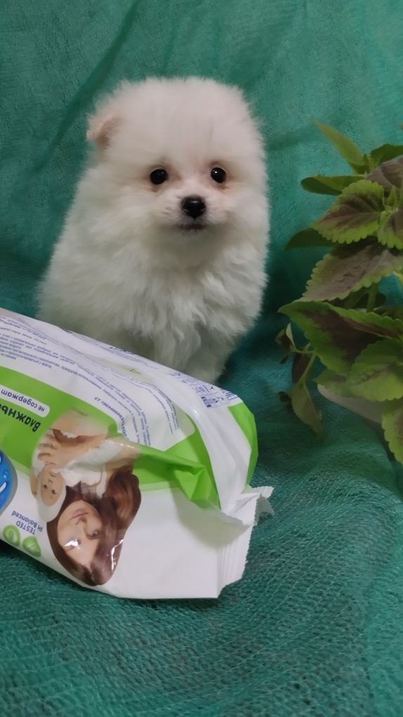 Продам шпица померанского