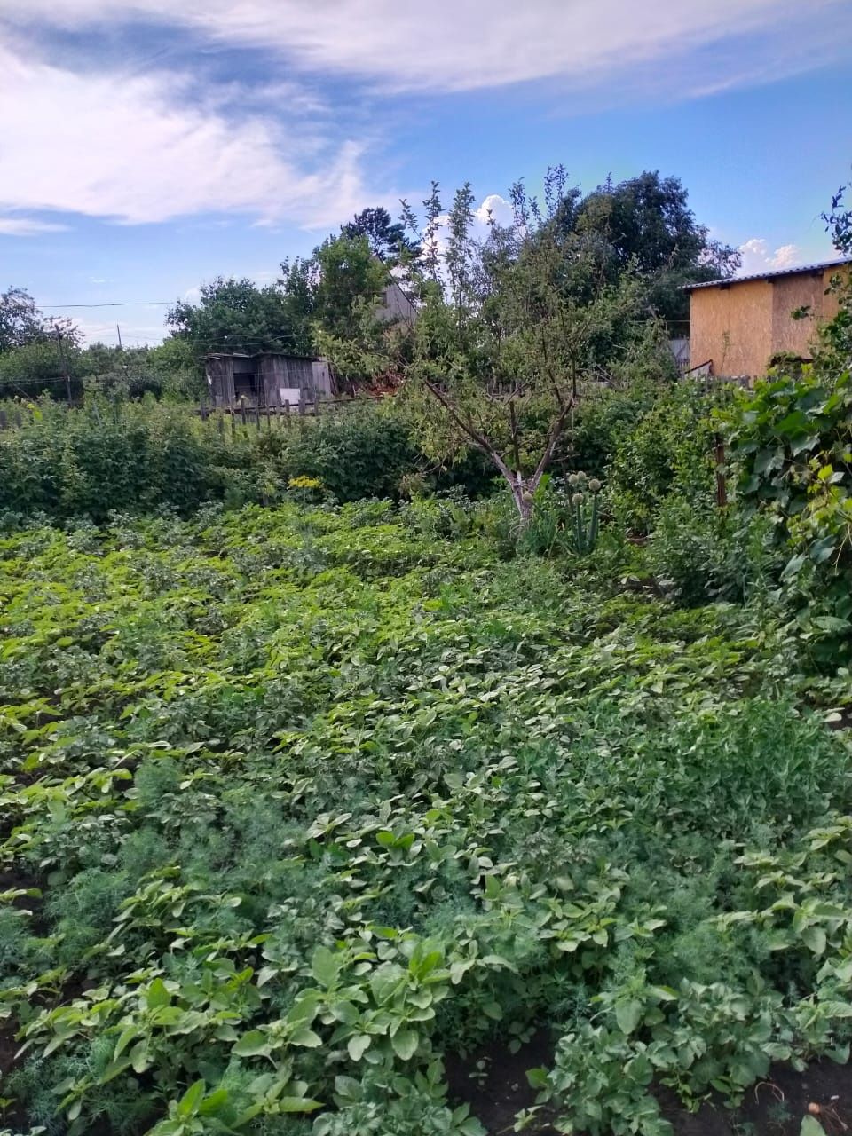 Продам дачу с/о Вишенка