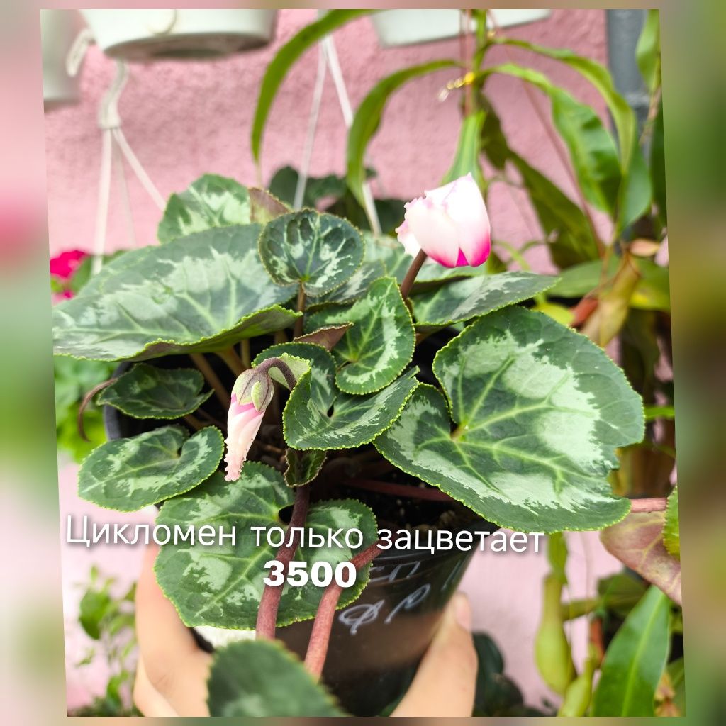 Непентес мухоловка