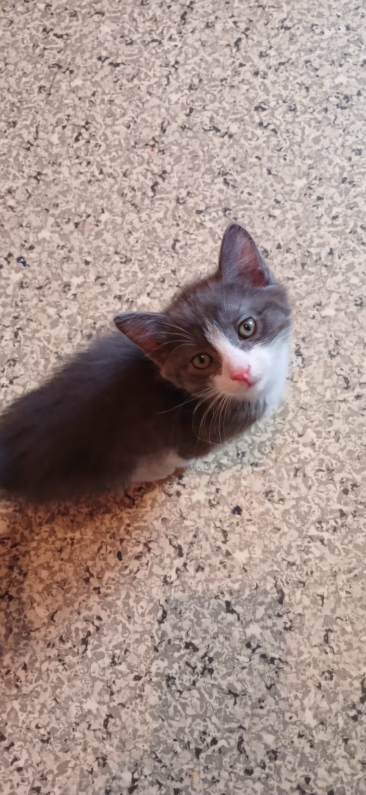 Котят в добрые руки отдадим