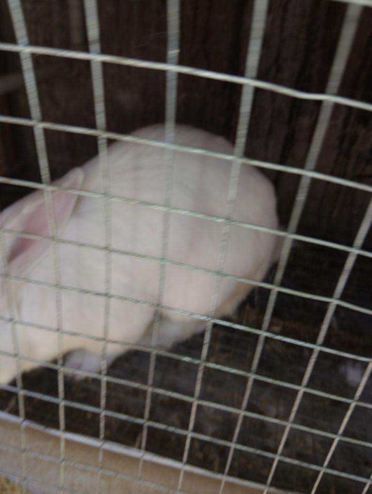 Продам крола и крольчиху