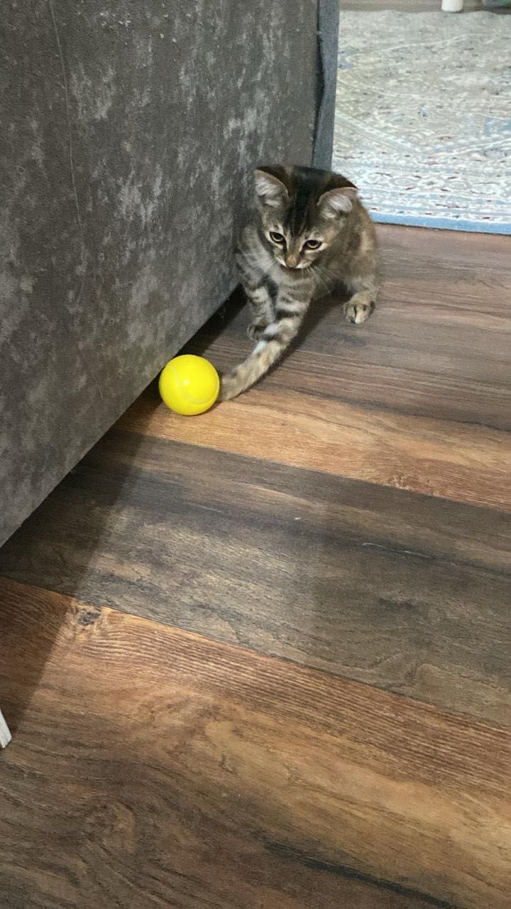 Кошечка ищет дом