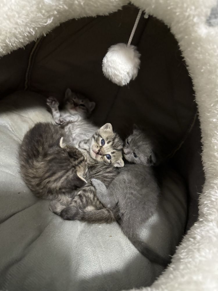 породистые котята