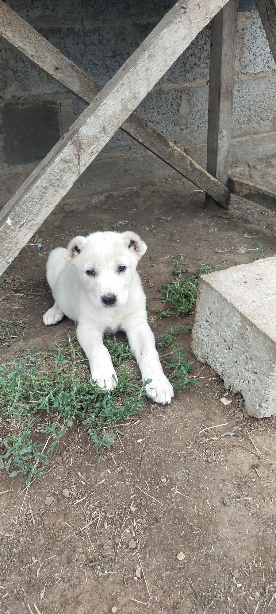 Продам щенки САО Алабай