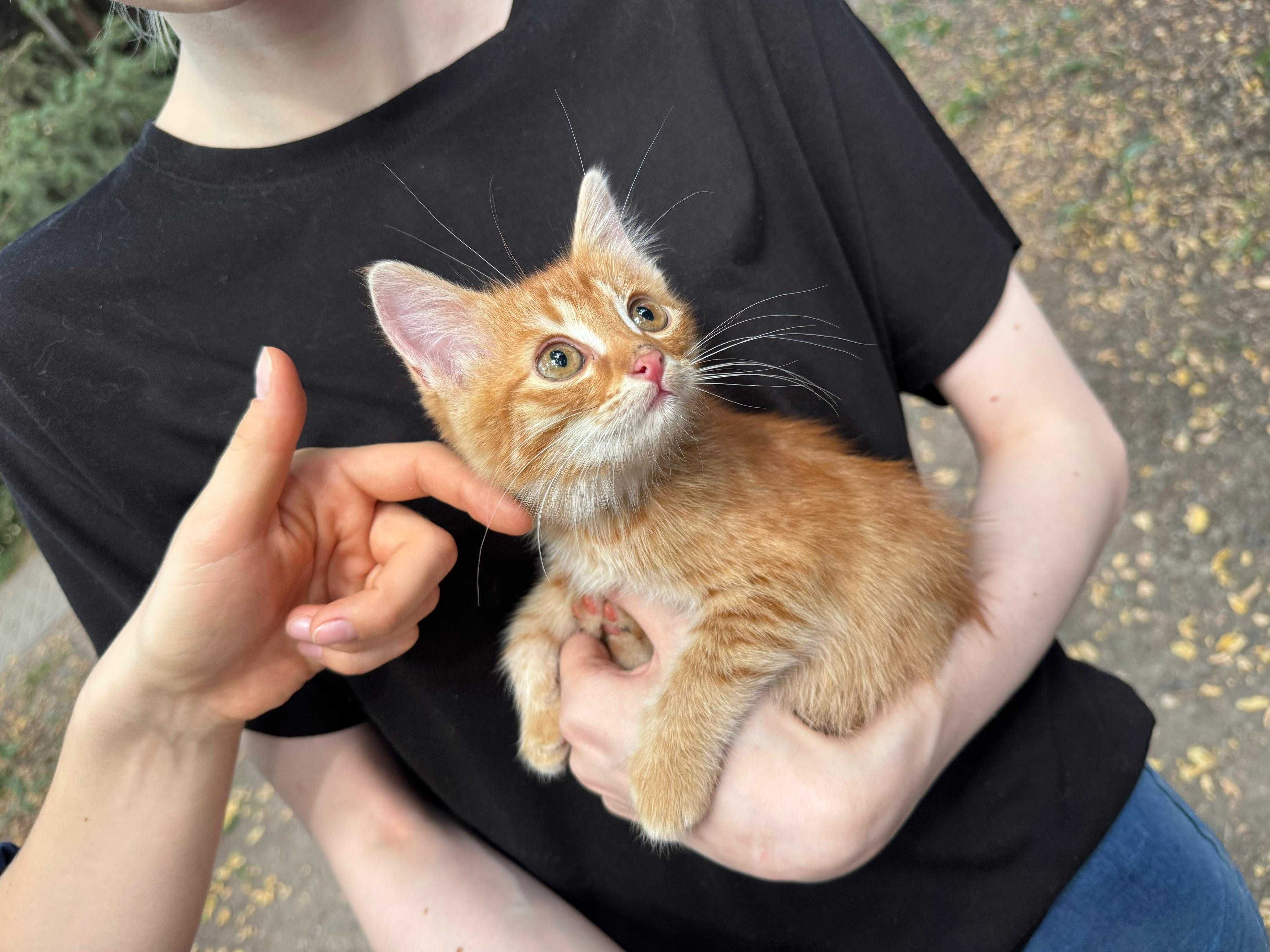 Котенок рыжий, ласковый