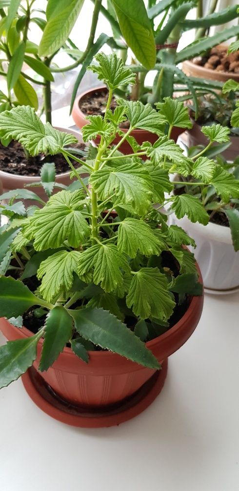 Продам лимонку ,пеларгония душистая.