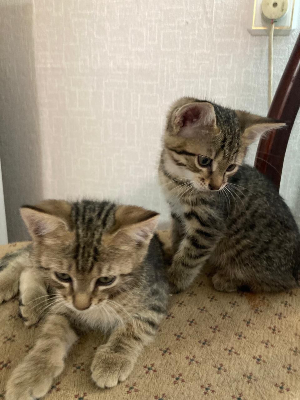 Отдам котят в добрые руки