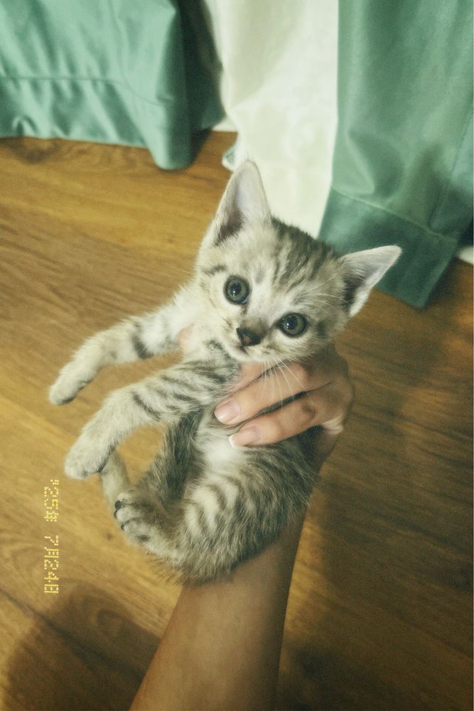 Продам в добрые руки милых котят