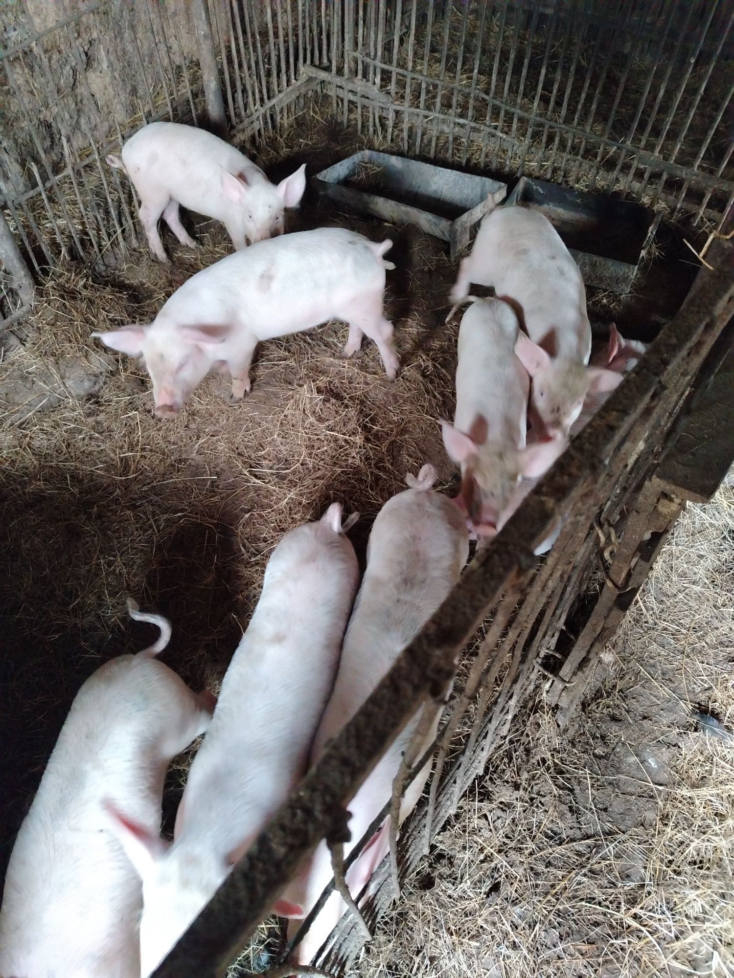 Продам поросят, возраст два месяца