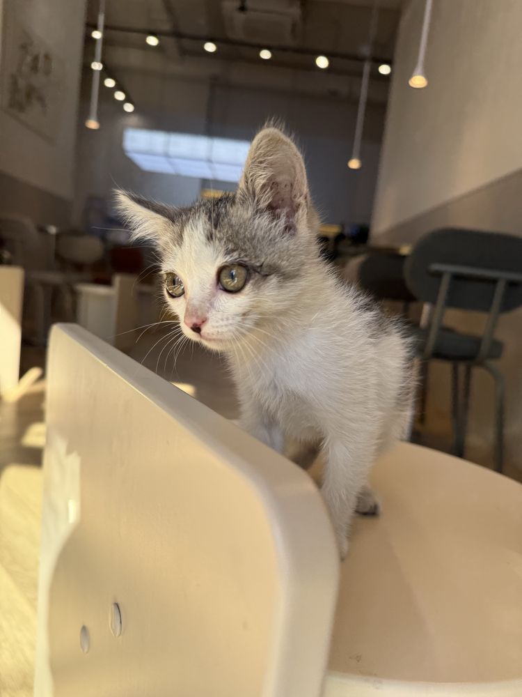 Отдам котенка 2 месяца