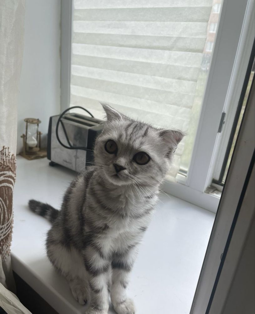 Продам шотландского висловухого котенка.