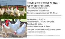 Инкубационное яйцо породы кур Бресс Гальская. Цена 1.000 тг/яйцо