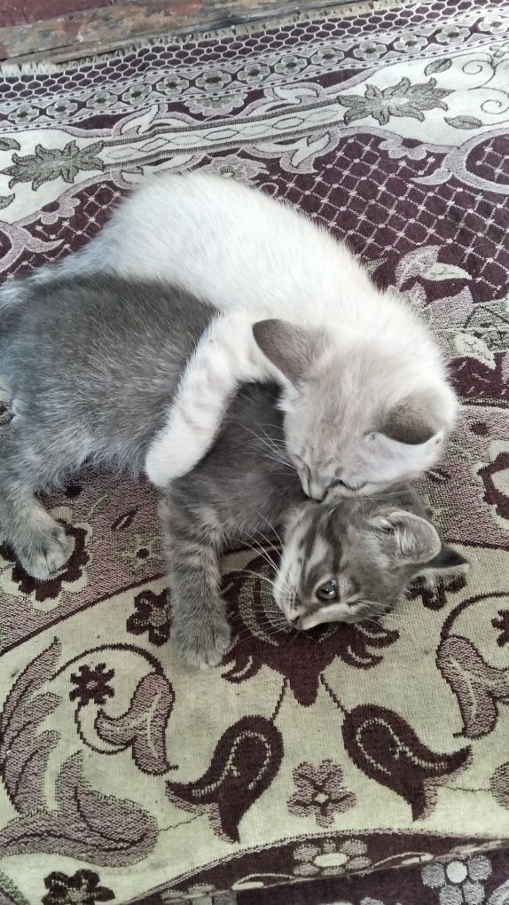 Котята два брата акробата
