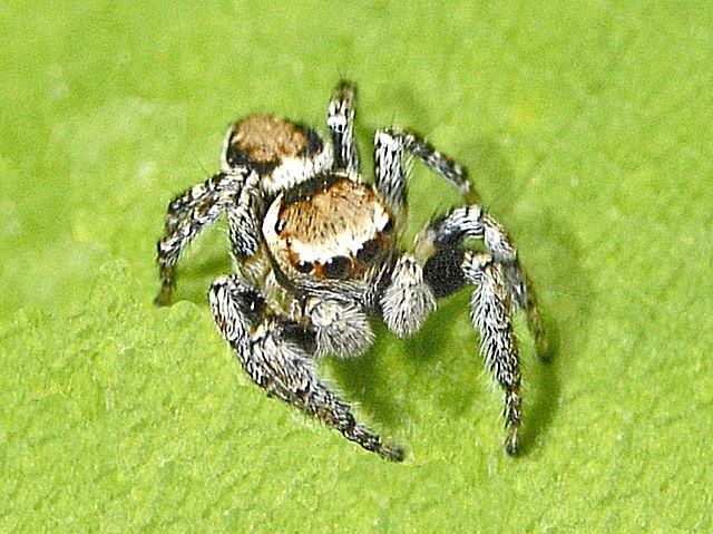 Продаётся пара скакунчиков Evarcha falcata