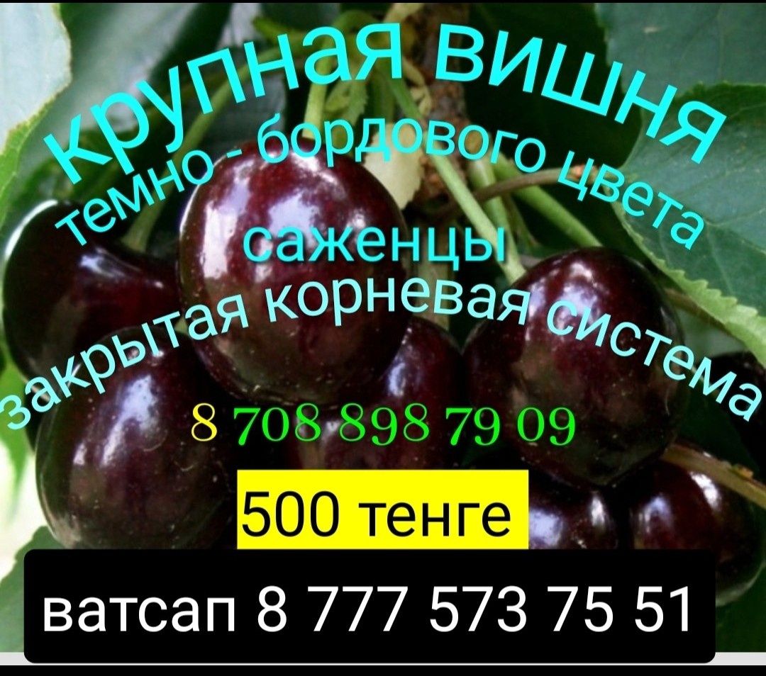 Саженцы клубники, малины, вишни, смородина, крыжовник, слива жёлтая, е